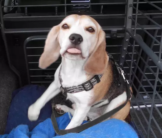 Beagle Paul wird die zusätzliche Zeit genießen