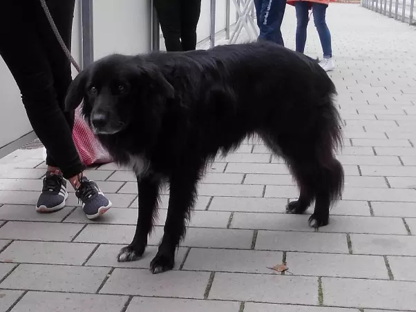 Ogly ganz entspannt nach dem Spiel